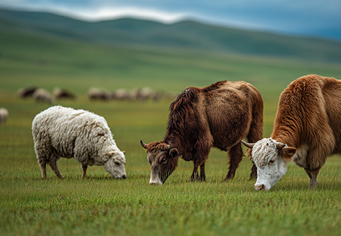 动物胚胎体外培养基