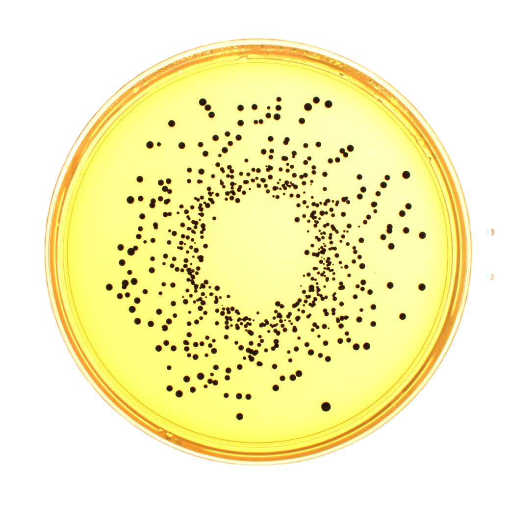 WASP TOUCH螺旋接种仪