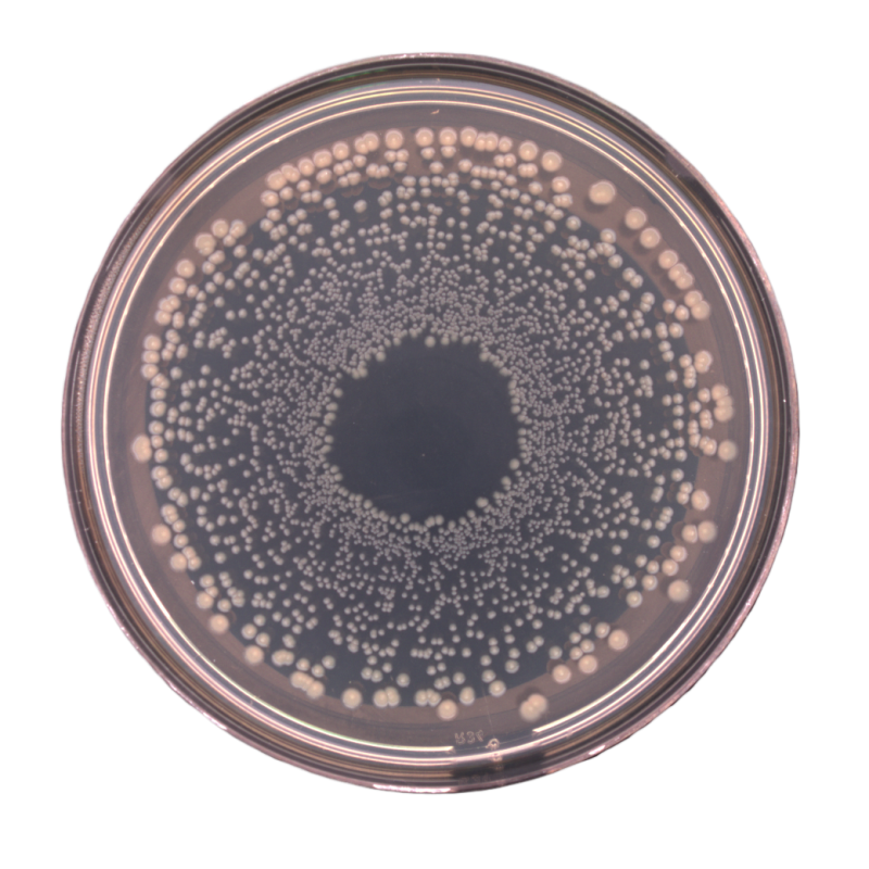 WASP TOUCH螺旋接种仪