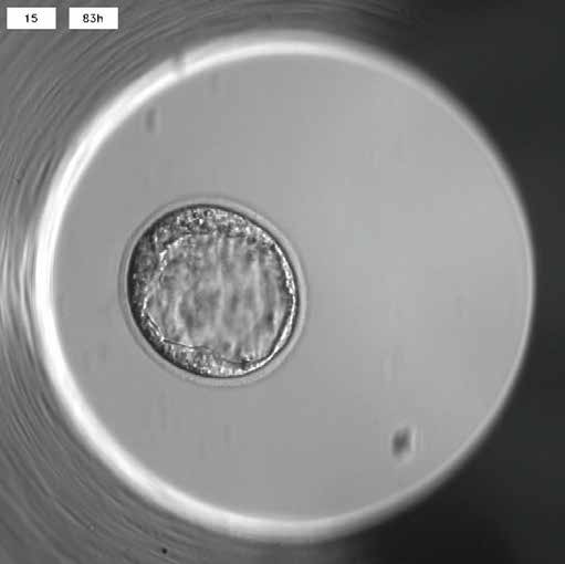 高质量胚胎成像