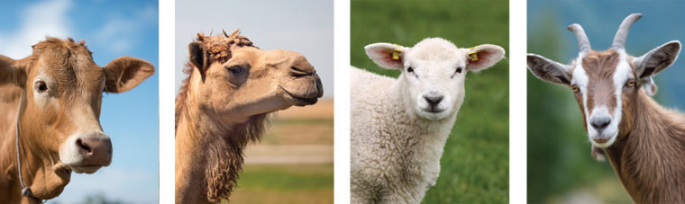 IVF Bioscience 动物体外胚胎培养基