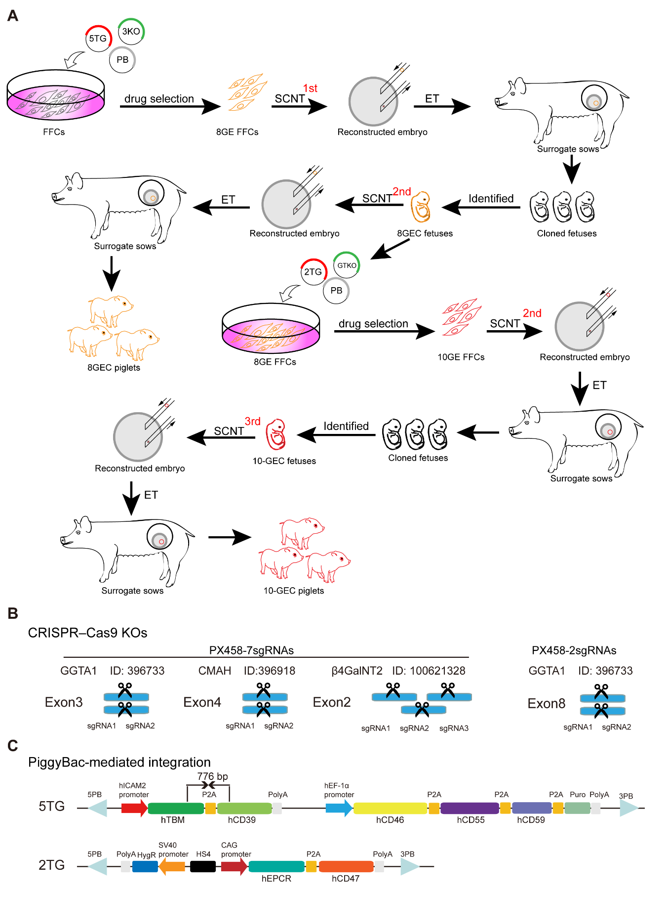 【文章速递】用于异种移植的无特定病原体10基因编辑供体猪